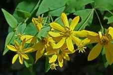 Memphis: Tennessee, wildflower, yellow composite