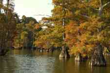Memphis: nature, tree, fall