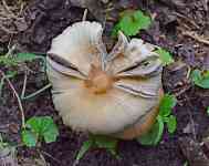 Memphis: nature, mushroom, forest mushroom