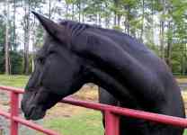 Memphis: horse, tennessee walking horse, twh